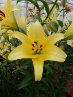 [5180 Yelloween TL No01.JPG]